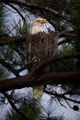 Eagle (6 of 6).jpg