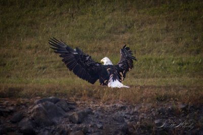 Eagle (2 of 6).jpg