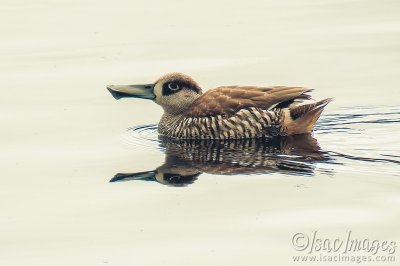 2494-Pink_Eared_Duck.jpg