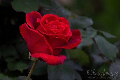 2648-Red_Rose.jpg