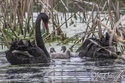 3130-Cygnets.jpg