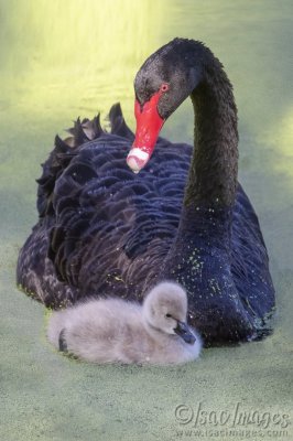 3099-Cygnet.jpg