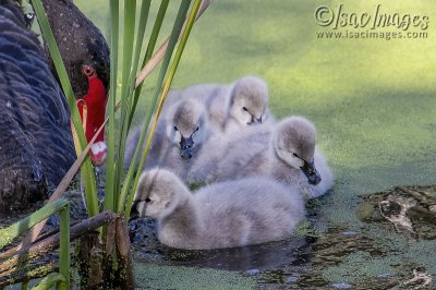 3050-Cygnets.jpg