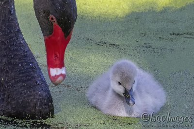 3053-Cygnet.jpg