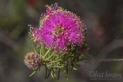 3118-Pink_Melaleuca_Nesophila.jpg