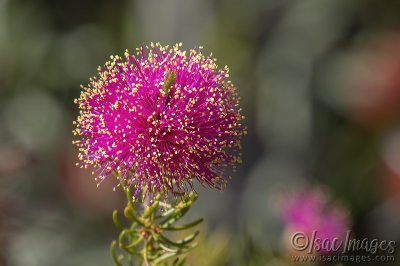 3117-Pink_Melaleuca_Nesophila.jpg