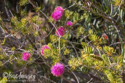 3449-Pink_Melaleuca_Nesophila.jpg