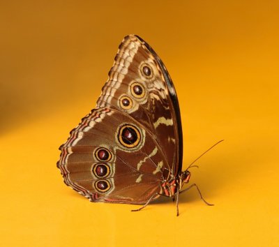 butterfly1.jpg