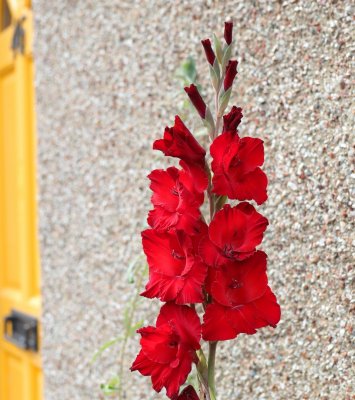 flower30 gladiolus1.jpg