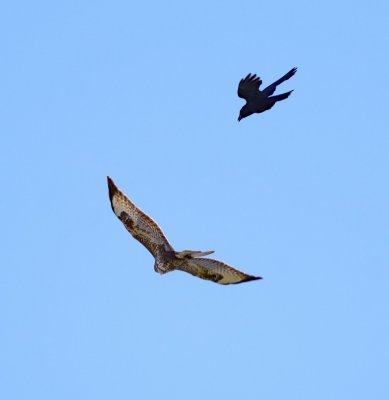 Buzzard 3a crow.jpg