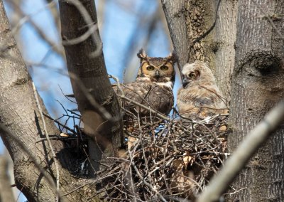 Great Horned Owls 4-14.jpg