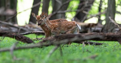 Twins in the woods 6-23.jpg