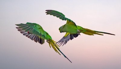 Flying Parakeet(2).jpg