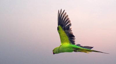 Flying Parakeet(4).jpg