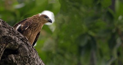 Black Kite 2.jpg