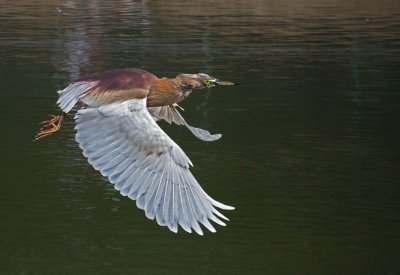 Heron.jpg