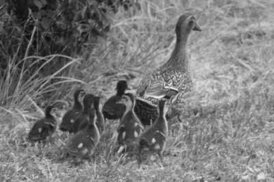 Mother Duck and Babies.jpg