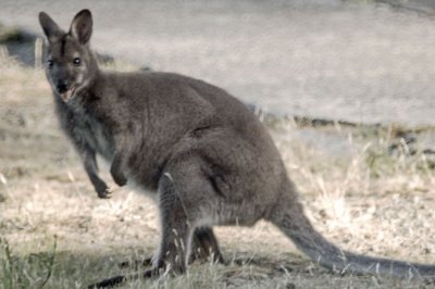 wallaby.jpg