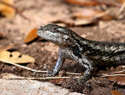 Lizard in the Sun - Close up.jpg