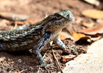 Lizard in the Sun - Close up2.jpg