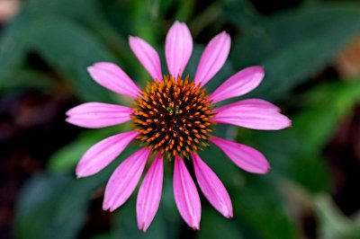 Coneflower Closeup.jpg