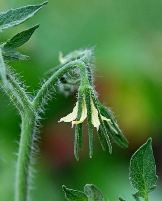 Tomato Flower2.jpg