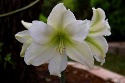 Amaryllis - White - 2018-04.jpg