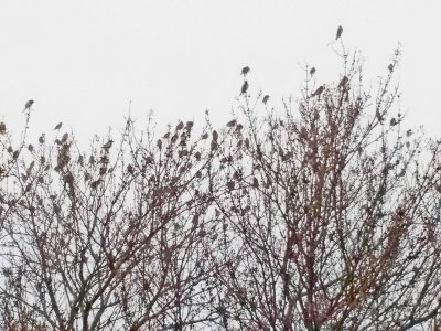 Cedar Waxwings w Phone Camera2.jpg