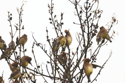 Cedar Waxwings in Tree.jpg