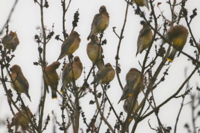 Cedar Waxwings in Tree2.jpg