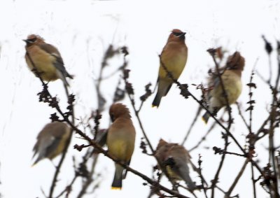 Cedar Waxwings in Tree3.jpg