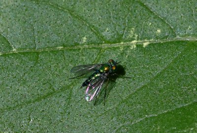 Fly -Green-Gold-Black.jpg