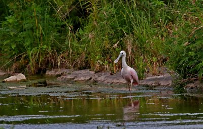 Roseate Spoonbill.jpg