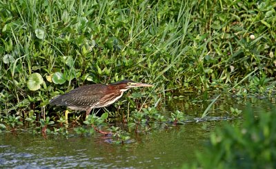 Green Heron.jpg