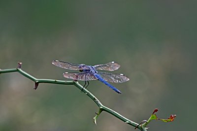 Blue Skimmer.jpg