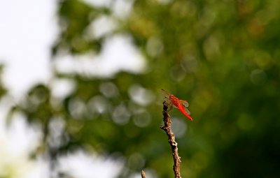 Red-Flame Skimmer.jpg