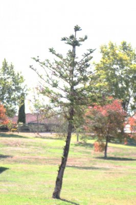 Park at Austins Ferry, Tasmania 2.jpg