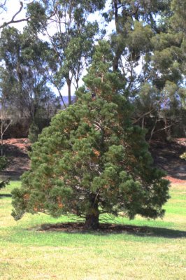 Park at Austins Ferry, Tasmania3.jpg