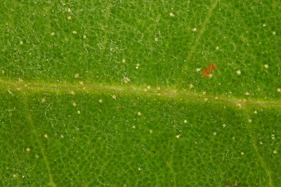 Live Oak Leaf.JPG