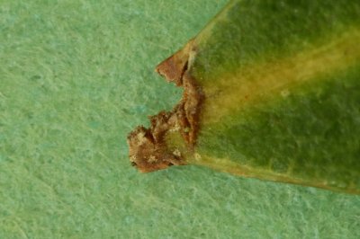 Live Oak Leaf Tip.JPG