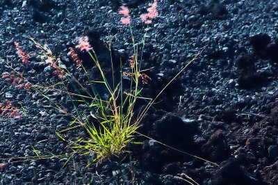 20141115CNRa_052Isla de Hawaii.jpg