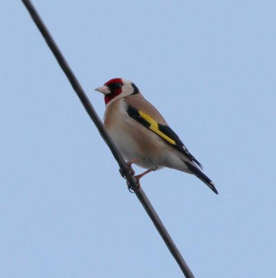 goldfinch1.jpg