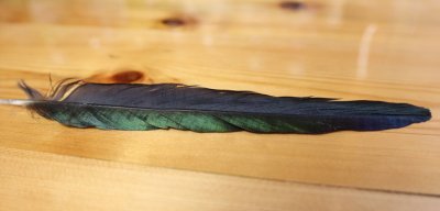 feather1.jpg