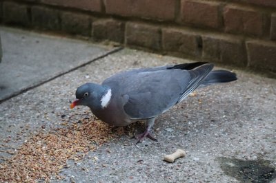 pigeon1.jpg