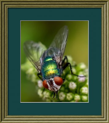 Common Green Bottle Fly.jpg