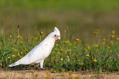 Little Corella 2.jpg