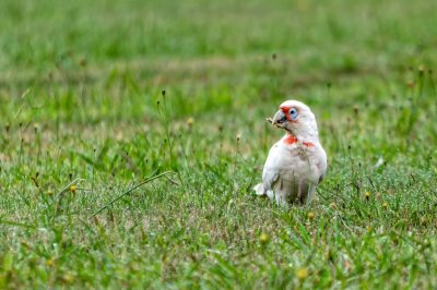 Long Billed Corella 1.jpg