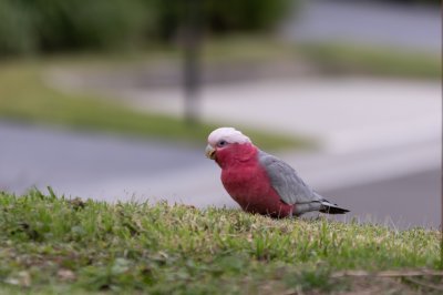 Galah 5.jpg