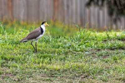 Masked Lapwing.jpg