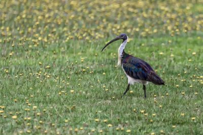 Straw Necked Ibis.jpg